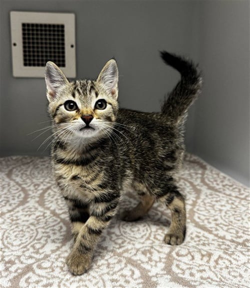 POUNDCAKE - Domestic Short Hair available for adoption