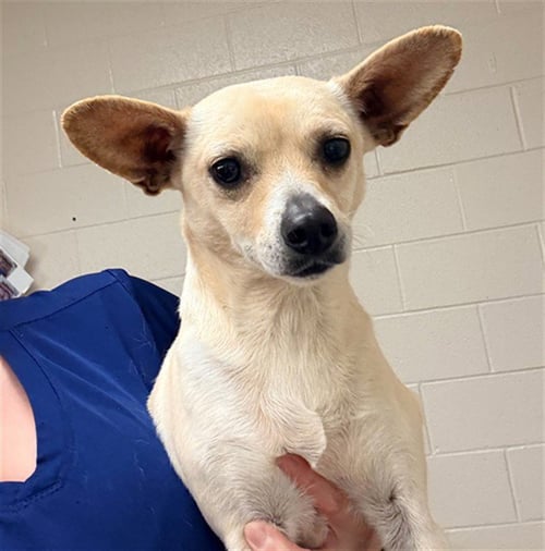 ROSE - Chihuahua available for adoption
