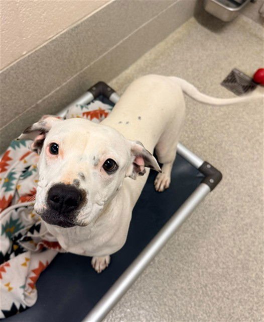 KYLIE - Pit Bull Terrier available for adoption