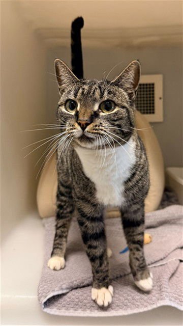 COVE - Domestic Short Hair available for adoption