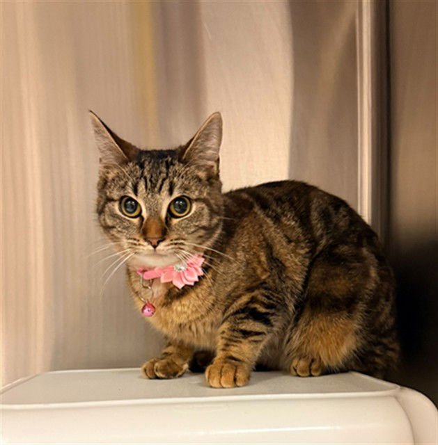 ROSEBUD - Domestic Short Hair available for adoption