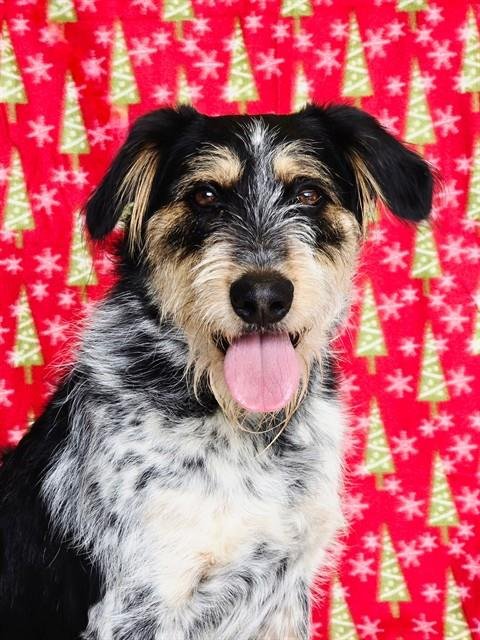 MARSHAL - Australian Cattle Dog/Blue Heeler / Poodle (Standard) available for adoption