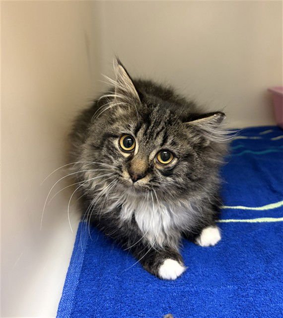 PICKLE - Domestic Medium Hair available for adoption