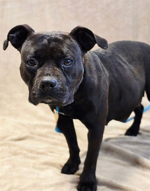 FAYE - Pit Bull Terrier available for adoption