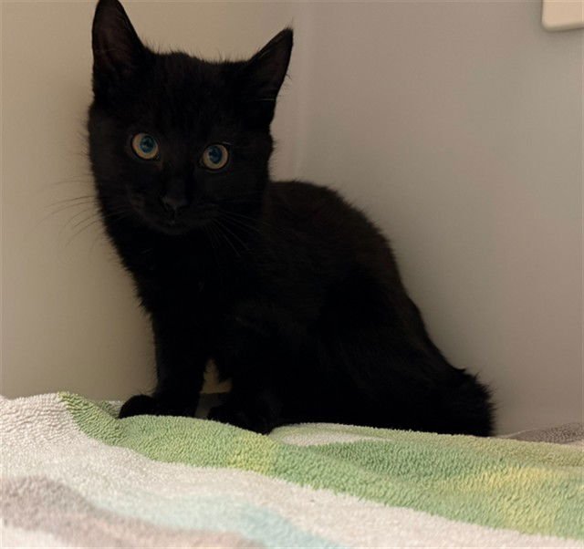 EVE - Domestic Short Hair available for adoption