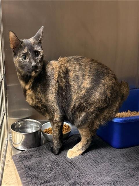 SICILY - Domestic Short Hair available for adoption