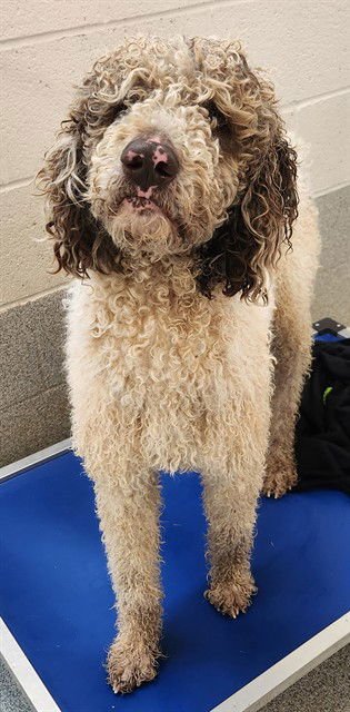 HOWIE - Poodle (Standard) available for adoption
