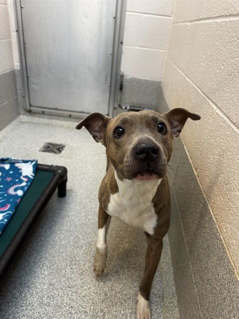 MARINA - Pit Bull Terrier available for adoption