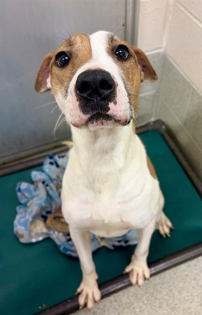 IVY - Pit Bull Terrier available for adoption