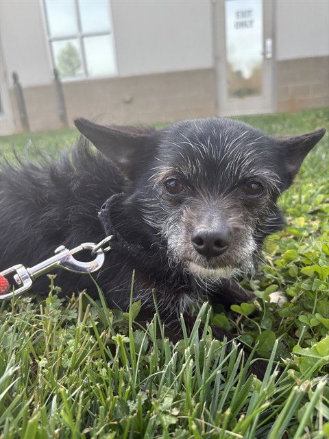 LITTLE BIT - Chihuahua / Terrier available for adoption