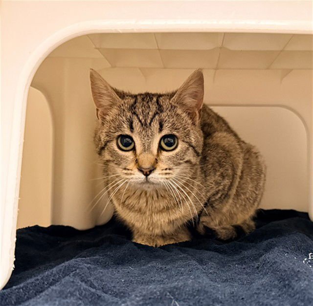 TORI - Domestic Short Hair available for adoption