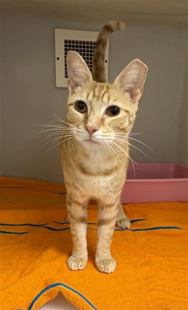 NACHO - Domestic Short Hair available for adoption