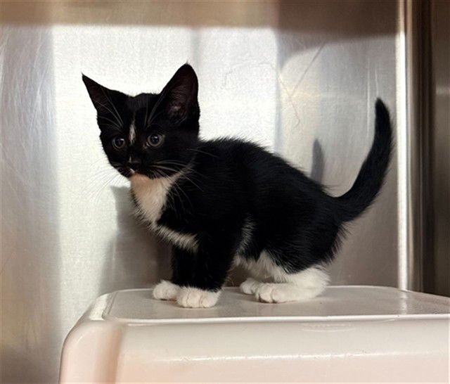 GIANNA - Domestic Short Hair available for adoption