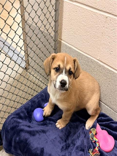 AMORA - German Shepherd Dog / Australian Cattle Dog/Blue Heeler available for adoption