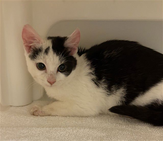 CLEO - Domestic Short Hair available for adoption