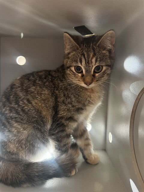 POPPY - Domestic Short Hair available for adoption