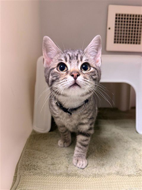 NYX - Domestic Short Hair available for adoption