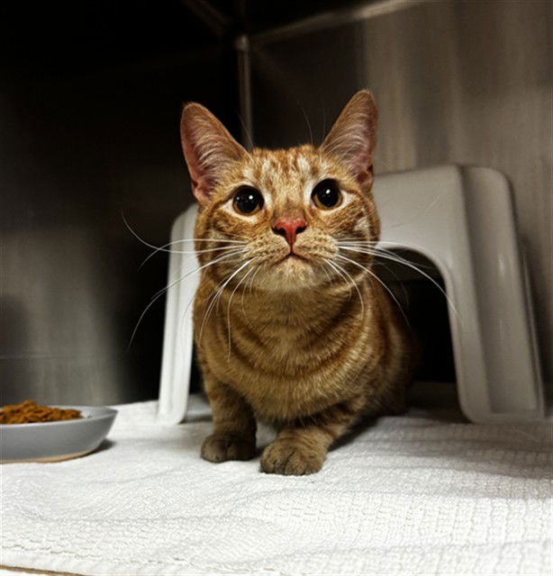 GARFIELD - Domestic Short Hair available for adoption