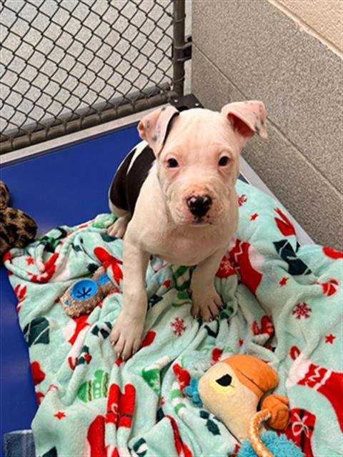 BERT - Pit Bull Terrier available for adoption