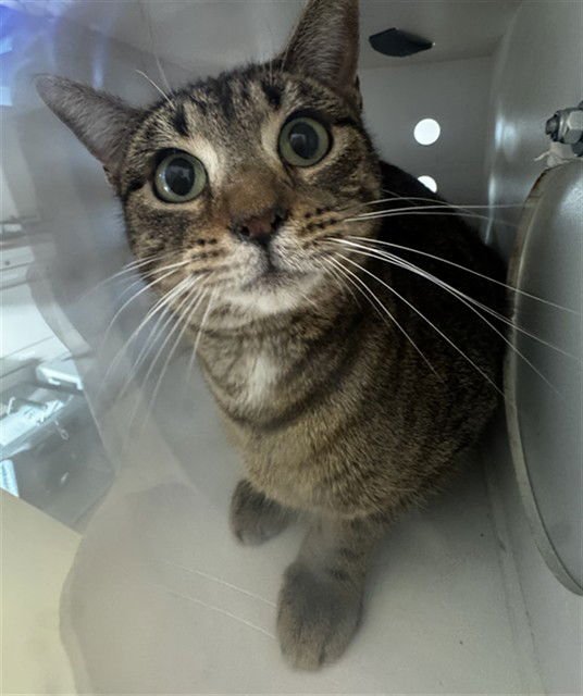 SAGE - Domestic Short Hair available for adoption