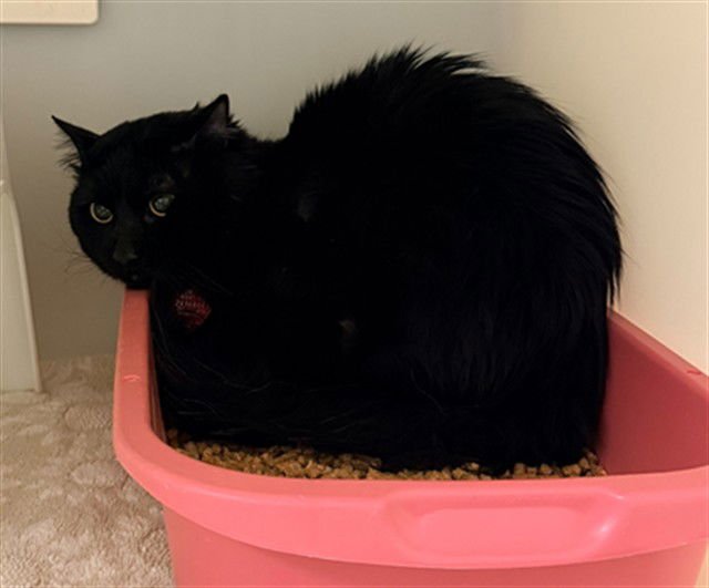 MILO - Domestic Medium Hair available for adoption