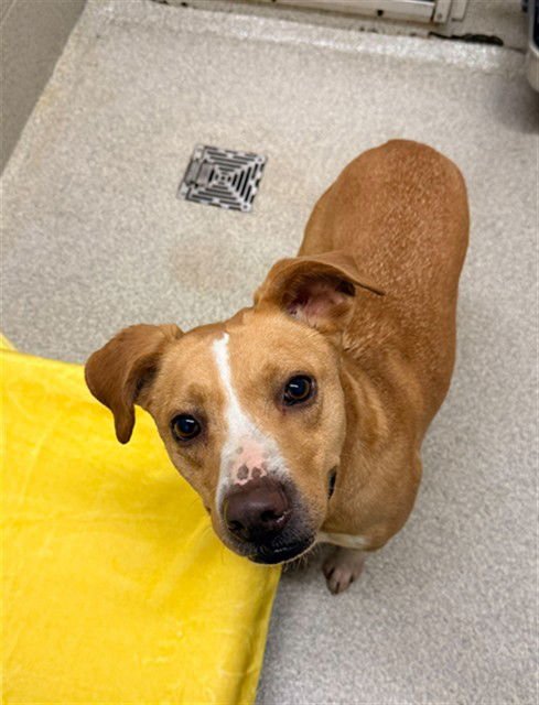 CHIPPER - Pit Bull Terrier / Parson Russell Terrier available for adoption