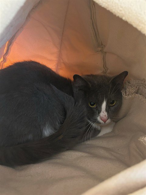 RANDY - Domestic Short Hair available for adoption