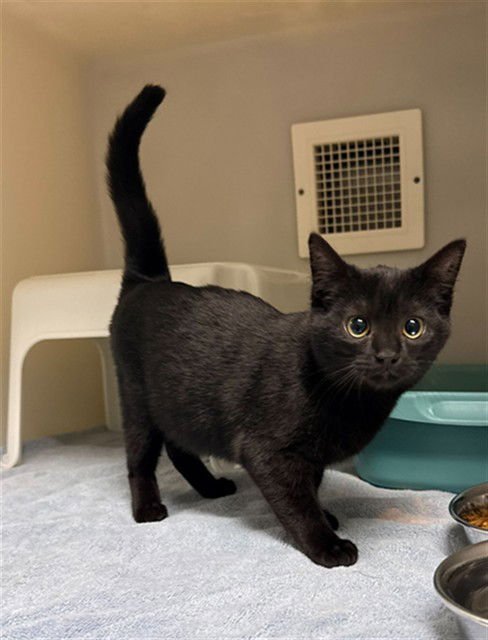 SCARLETT - Domestic Short Hair available for adoption