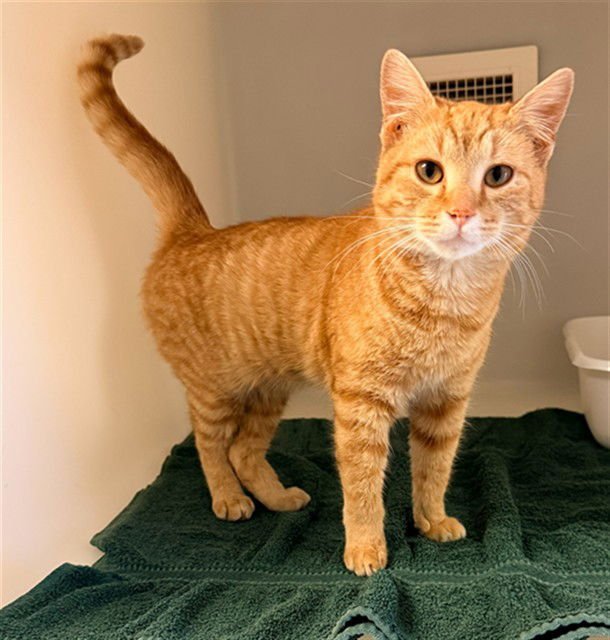 AIDEN - Domestic Short Hair available for adoption