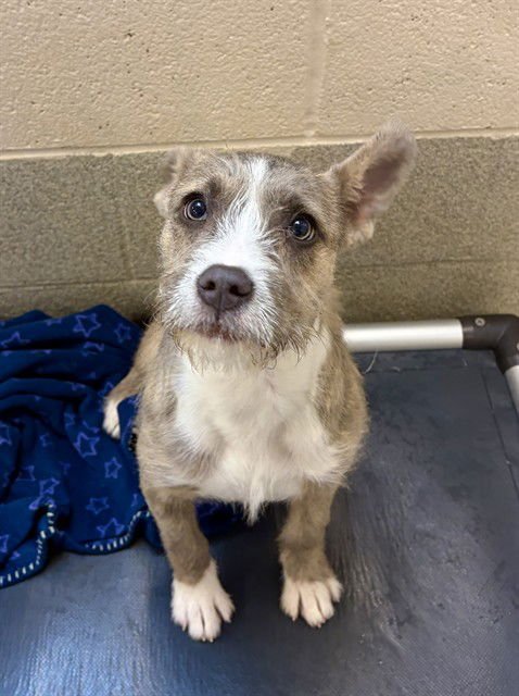 PEPPERMINT MOCHA - Terrier available for adoption