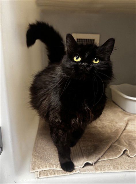 TOPAZ - Domestic Medium Hair available for adoption