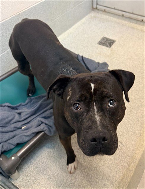 ZIGGY - Pit Bull Terrier available for adoption