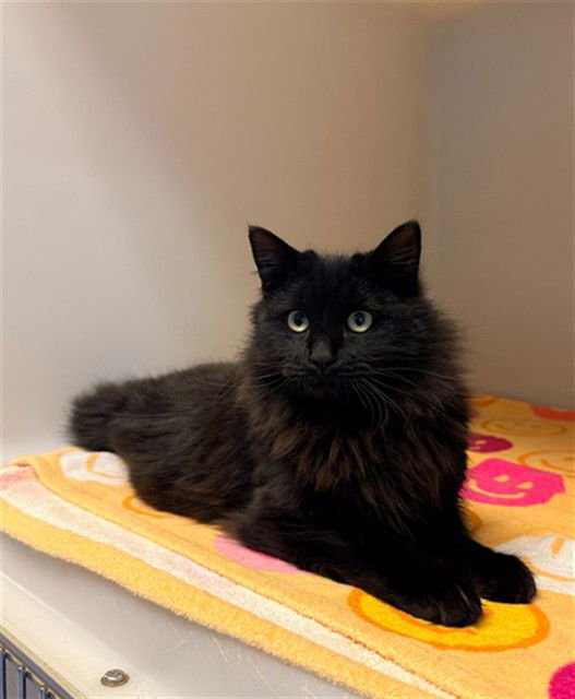 ELIO - Domestic Medium Hair available for adoption