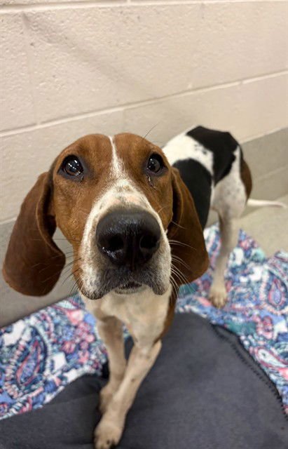 ELAINE - Treeing Walker Coonhound available for adoption