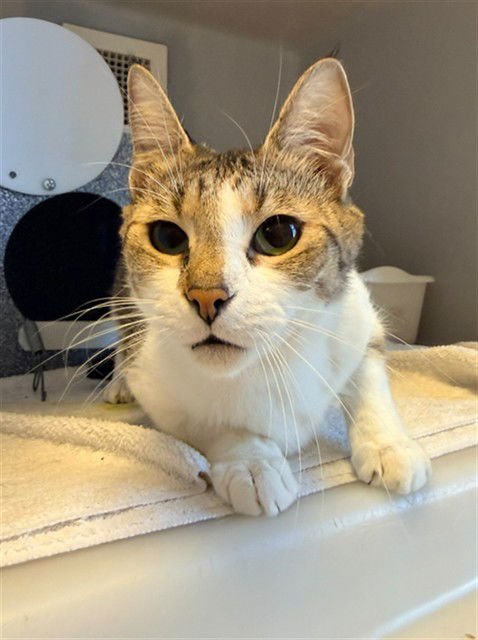 PEACHES - Domestic Short Hair available for adoption