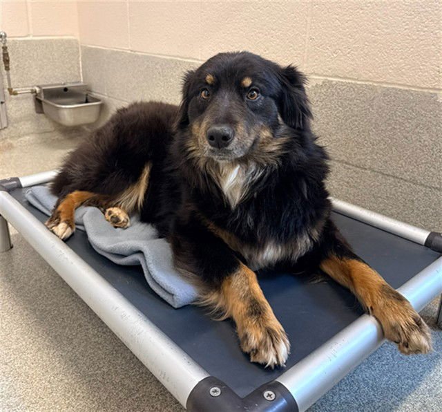 HANNAH - Australian Shepherd available for adoption