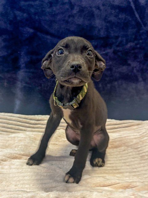 CITRINE - Pit Bull Terrier / German Shepherd Dog available for adoption