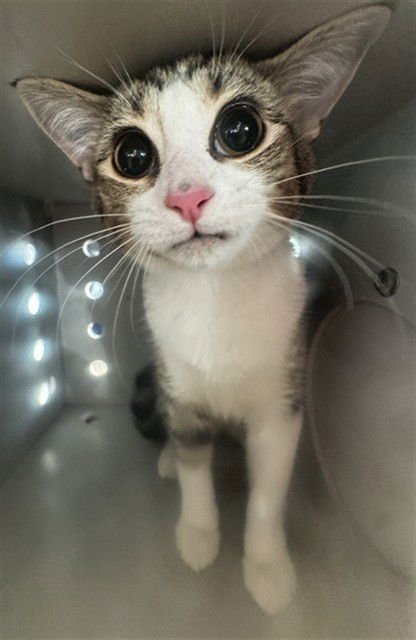 ALIE - Domestic Short Hair available for adoption