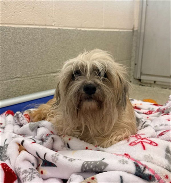 EDNA - Shih Tzu available for adoption