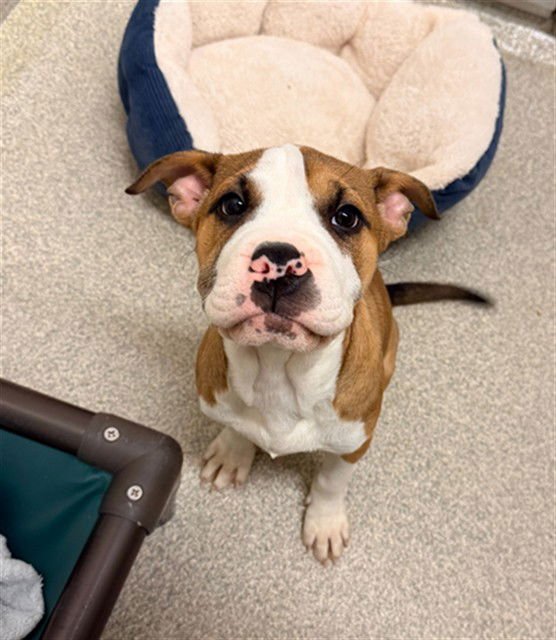 ALORA - Pit Bull Terrier available for adoption