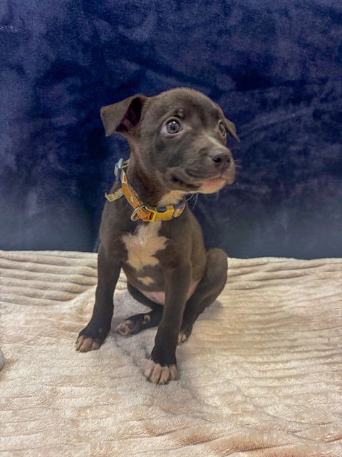 EMERALD - Pit Bull Terrier / German Shepherd Dog available for adoption