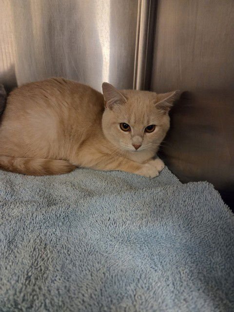 CAMBRIDGE - Domestic Short Hair available for adoption