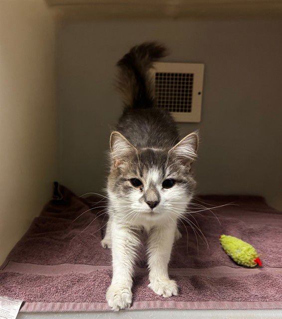 MORRIGAN - Domestic Medium Hair available for adoption