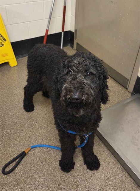 GEORGIE - Poodle (Standard) available for adoption