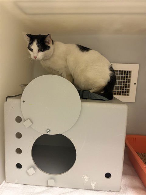 GENESIS - Domestic Short Hair available for adoption