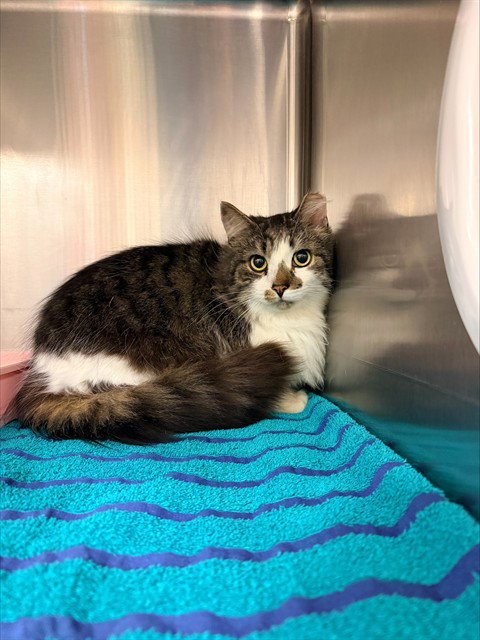 MACHO - Domestic Medium Hair available for adoption