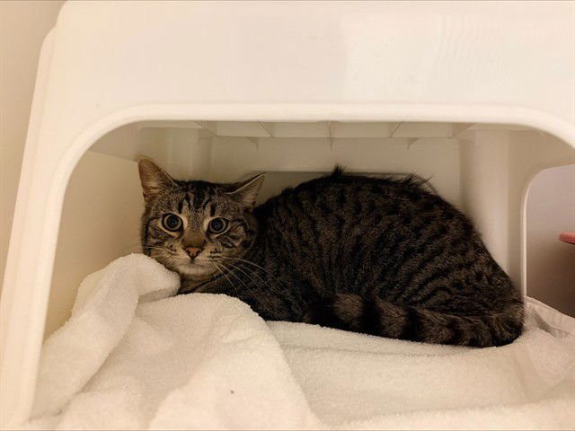 BECK - Domestic Short Hair available for adoption