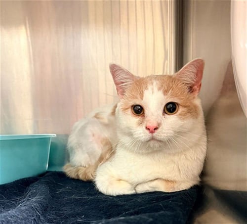 NIKKI SIXX - Domestic Short Hair available for adoption