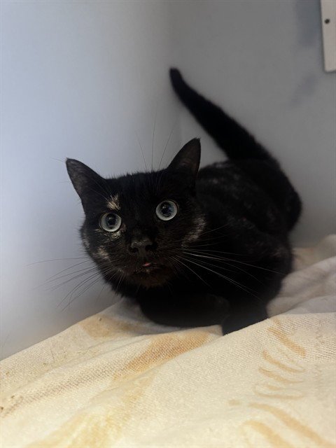 SNICKERDOODLE - Domestic Short Hair available for adoption