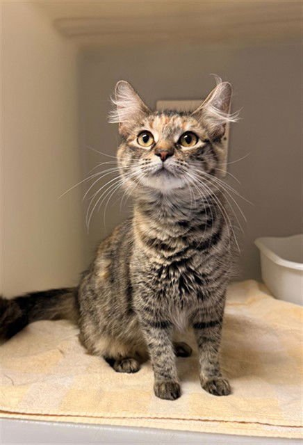 ELISABET - Domestic Medium Hair available for adoption